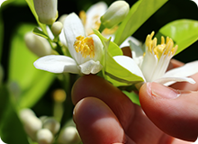 5月、白い花が咲く。精油にもなる希少なもの。