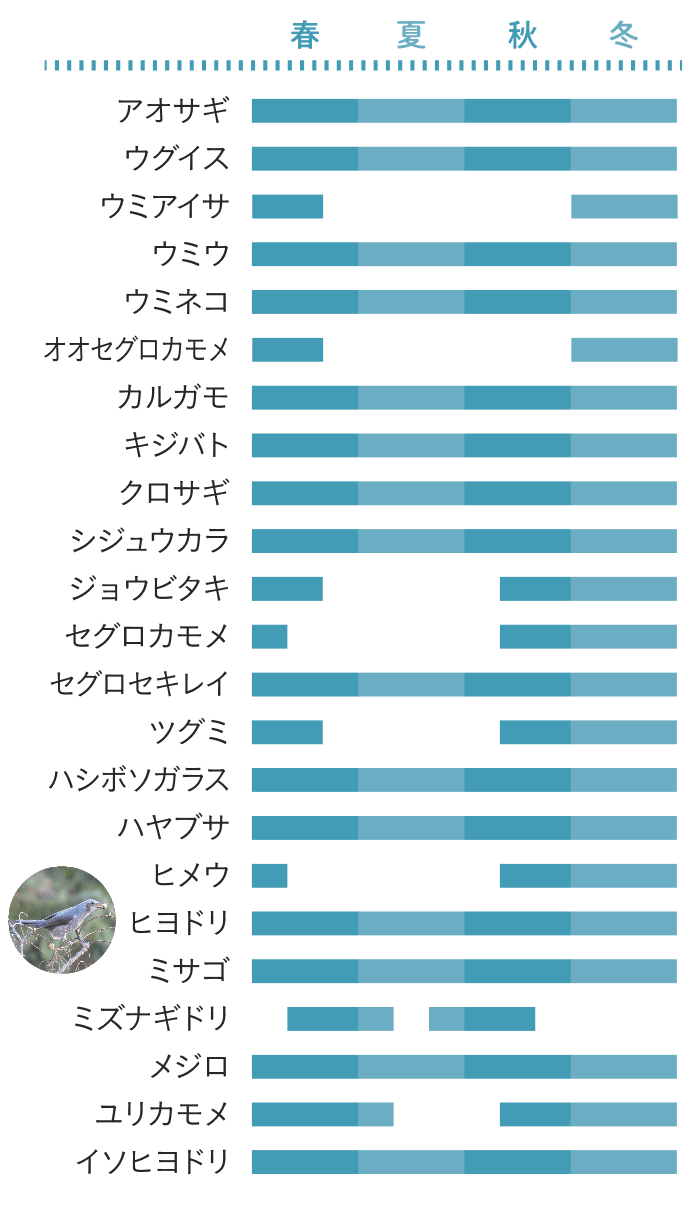 初島の野鳥