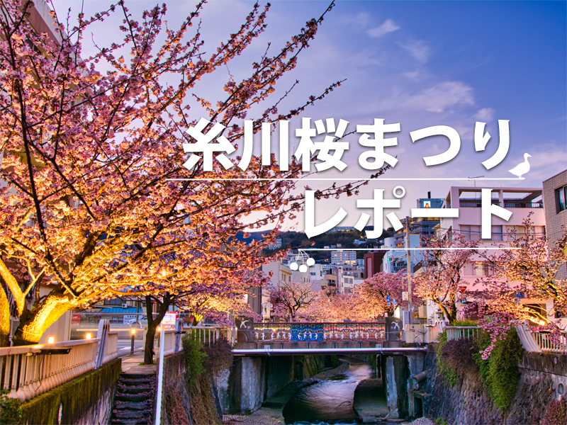 2026糸川桜まつりレポート（1/18更新）
