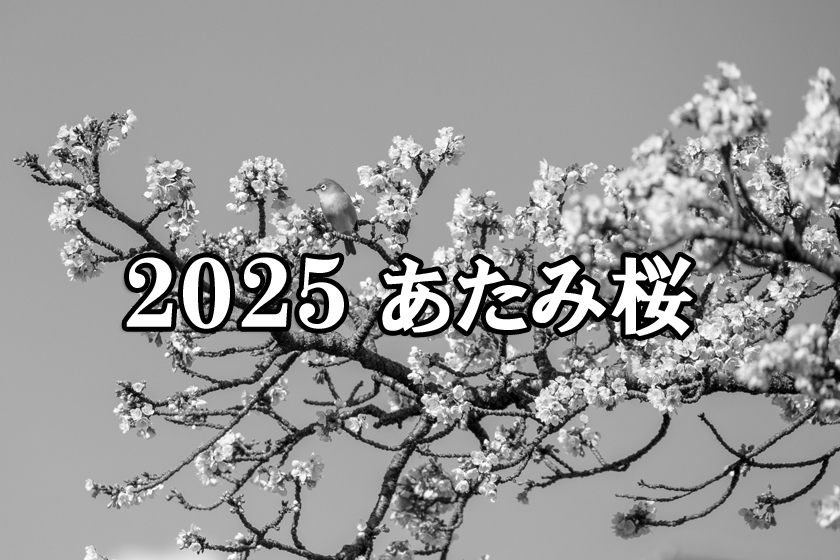 2025年　あたみ桜のアルバム（更新終了）