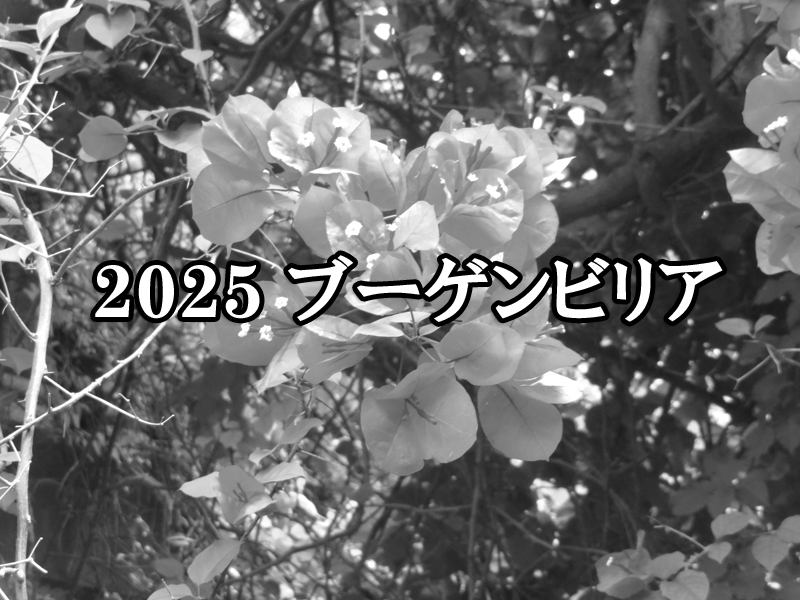 2025年　ブーゲンビリアのアルバム（6/26更新終了）