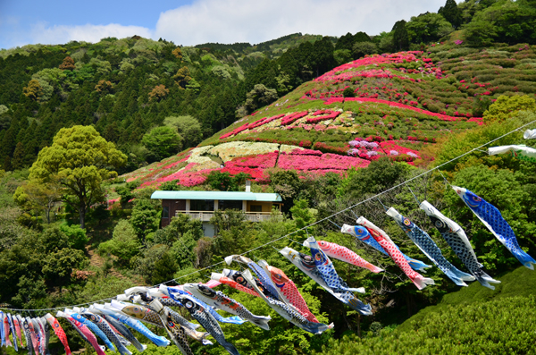 姫の沢公園花まつり「つつじ・こいのぼりまつり」（2024）