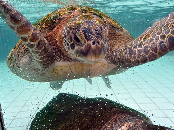 下田海中水族館